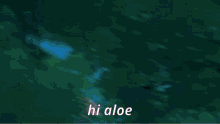 Hi Aloe Aloe GIF - Hi Aloe Aloe Hi GIFs