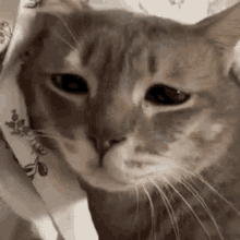Hollyweencandy Sad Cat GIF - Hollyweencandy Sad Cat Cat Sad GIFs