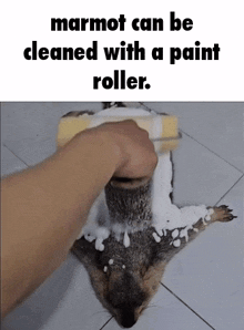 a marmot can be cleaned with a paint roller .