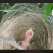 a close up of a bird 's head with a baby bird coming out of it 's mouth .