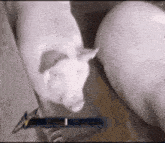 a couple of pigs standing next to each other in a pen .
