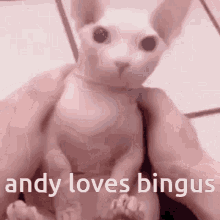 Andy Bingus GIF - Andy Bingus Andy Loves Bingus GIFs