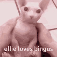Ellie Loves GIF - Ellie Loves Bingus GIFs