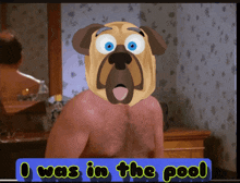 Pool Shrinkage Dog Zrpy Zerpaay GIF - Pool Shrinkage Dog Zrpy Zerpaay GIFs