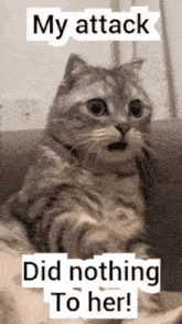 a cat is sitting on a couch with the words " my attack did nothing to her " above it