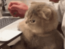 Cat Angy GIF - Cat Angy Angrycat GIFs