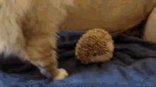 Prickle Puss GIF