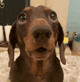 Shocked Dachshund GIF - Shocked Dachshund Dog GIFs