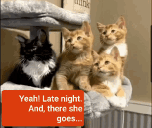Kittens There GIF