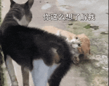 a cat and a dog are standing next to each other with chinese writing on the bottom