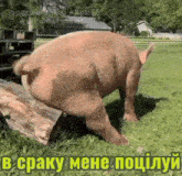 a pig is standing on a log in a field with a caption in a foreign language .