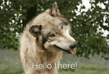a wolf is standing in the grass with its tongue out and the words `` hello there '' written below it .