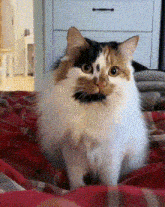 Meme Tiktok GIF - Meme Tiktok Cat GIFs