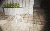 a person crawling on the ground in front of a planter with plants