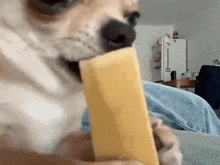 a small dog is chewing on a piece of cheese .