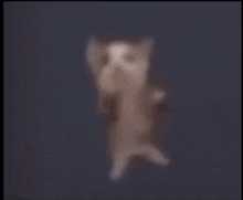 Gangnam Style Cat Dance Meme GIF - Gangnam Style Cat Dance Meme GIFs