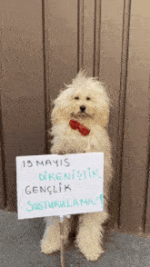 a dog wearing a red bow tie is holding a sign that says 19 mayis direnistir genclik susturu lamaz