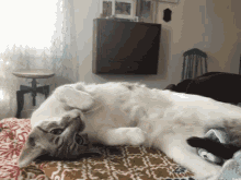 a cat is laying on its back on a blanket