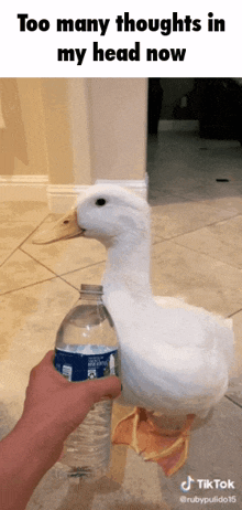 a person holding a bottle of water next to a duck with the caption too many thoughts in my head now