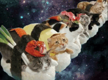 Sushi Cats In Space GIF - GIFs