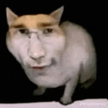 a cat with glasses on its face looks like a man .