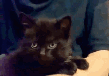 Yeah Baby Kitten GIF - Yeah Baby Kitten Cat GIFs