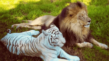 lion lioness wild animals big cats