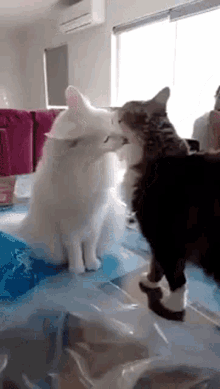 Cat Love Cat Fight GIF - Cat Love Cat Fight Toxic Love GIFs