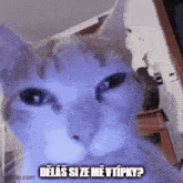 Cat Really GIF - Cat Really Why GIFs