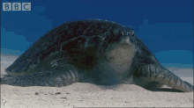 turtle chill relax ocean sea