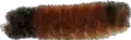 a close up of a brush on a white background .