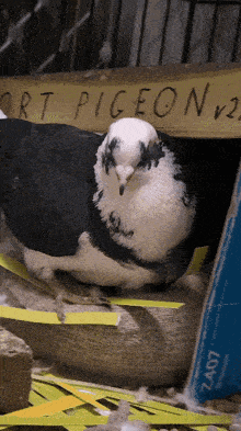 a black and white pigeon is sitting under a sign that says " port pigeon v2 "