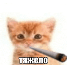 a kitten is holding a cigarette in its mouth and looking at the camera .