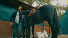 Horse Get Up GIF - Horse Get Up GIFs