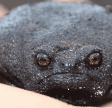 Grumpy Frog GIF - Grumpy Frog Angry GIFs