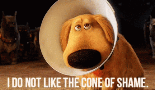 Cone Of Shame Up GIF - Cone Of Shame Up Dog GIFs