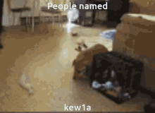 Kew1a GIF - Kew1a GIFs