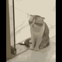 Cat Hungover GIF - Cat Hungover What GIFs