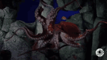 章鱼 八爪鱼 GIF - Octopus GIFs