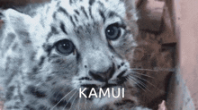 Kamui Leopard GIF - Kamui Leopard Snow Leopard GIFs