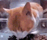 Lethal Company Cat GIF - Lethal Company Cat Bracken GIFs