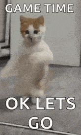 a cat is standing on its hind legs with the words `` game time ok lets go '' written above it .