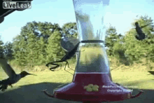 bird hunting mantis bird feeder
