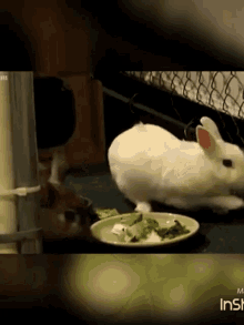 a white rabbit is eating from a plate with the word insh on the bottom