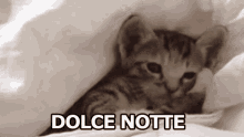 Dolce Notte Buona Notte Dormire Gattino GIF - Sweet Night Sleep Good Night GIFs