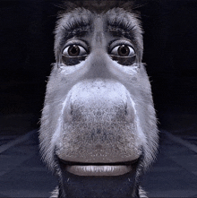 Donkey GIF