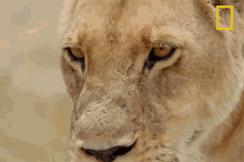 Tired Lioness Savage Kingdom GIF - Tired Lioness Savage Kingdom Tired GIFs
