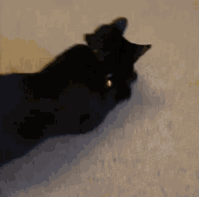 Black Cat GIF - Black Cat Laser GIFs