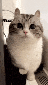 Komaru Komarueveryday GIF - Komaru Komarueveryday Cat GIFs
