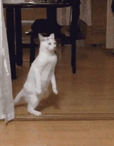 Chat Bouge GIF - Chat Bouge Funny Animals - Discover & Share GIFs